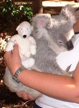 Paddy & Sandy the Koala, Lone Pine Koala Sanctuary, Queensland