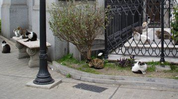 Cats congregate in the Cemetery, Buenos Airies, Argentina