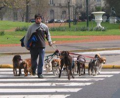Dog Walker, Buenos Airies, Argentina
