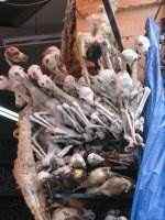 Llama Foetus, La Paz, Bolivia