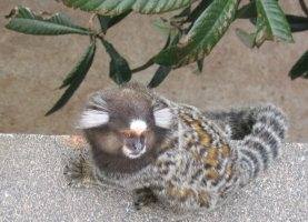 Lion Monkey up Sugar Loaf Mountain, Rio de Janeiro, Brazil
