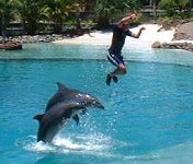 Dolphins, Seaworld, Surfers Paradise