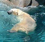 Polar Bear Swimming, Seaworld, Surfers Paradise