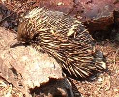 Echidna (Spiny Anteater), Wonderland, Sydney