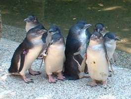 Fairy Penguins, Wonderland, Sydney