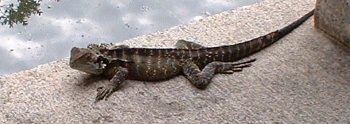 Large Lizard basking in the sun, Chinese Gardens of Friendship, Sydney