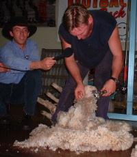 Sheep Shearing Demonstration, Backpackers Expo, Sydney