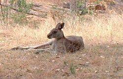 Kangroo resting