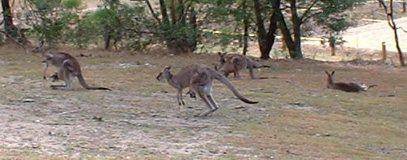 Kangaroos with joeys in pouches