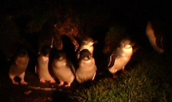 Fairy Penguins, Bicheno, Tasmania
