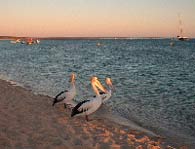 Pelicans at Monkey Mia, Western Australia