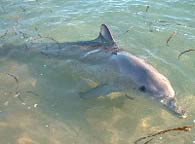 Dolphin, Monkey Mia, Western Australia