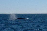 Whale Watching, Coral Bay, Western Australia