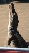 Jumping Crocodile, Adelaide River, Northern Australia